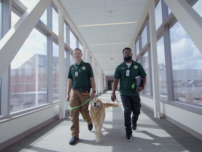 Seven-year-old golden retriever, Samuel, walks with Mike Brown (left) and Freddie Austin (right).