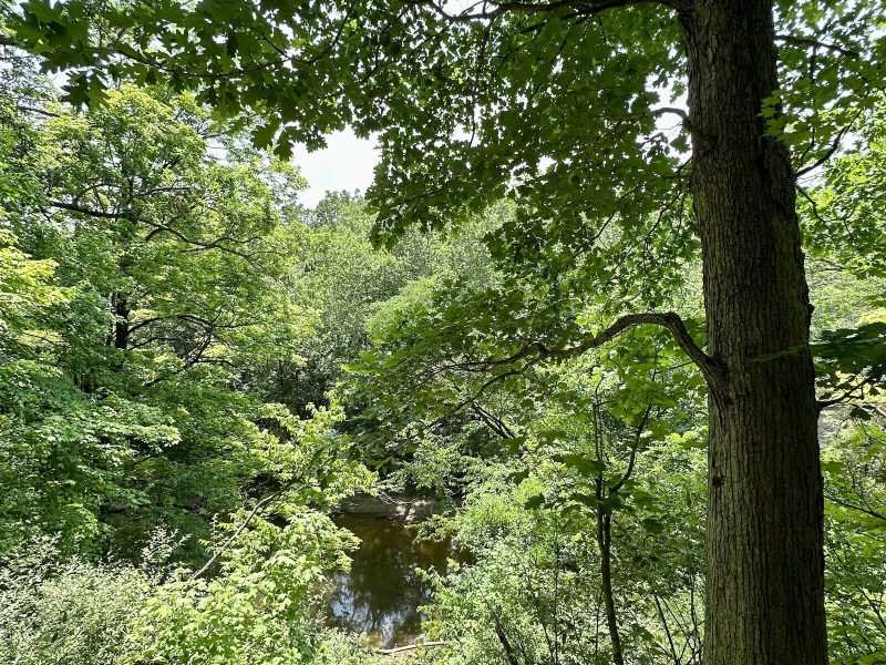 An overlook of a ravine at an ACRES Land Trust property.
