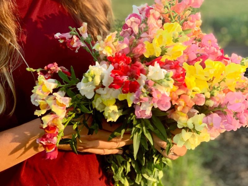 Flowers from Wild Blooms U Pick Flower Farm.