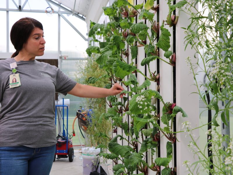 Camille Schuelke examines a plant growing on a “farm wall” inside the Parkview Community Greenhouse in Learning Kitchen in Fort Wayne.