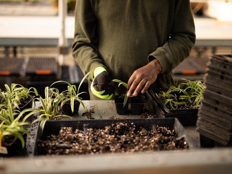 More than 30 volunteers work in the Landscape & Horticulture Lawton Greenhouse on a regular basis,