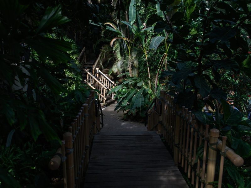 The Botanical Conservatory has three indoor gardens, which cover over 25,000 square feet and showcase 1,200 plants (over 500 species) and 72 different types of cacti.
