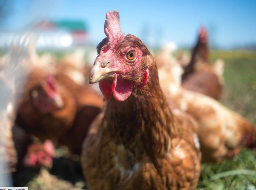 Chickens at Hawkins Family Farm.