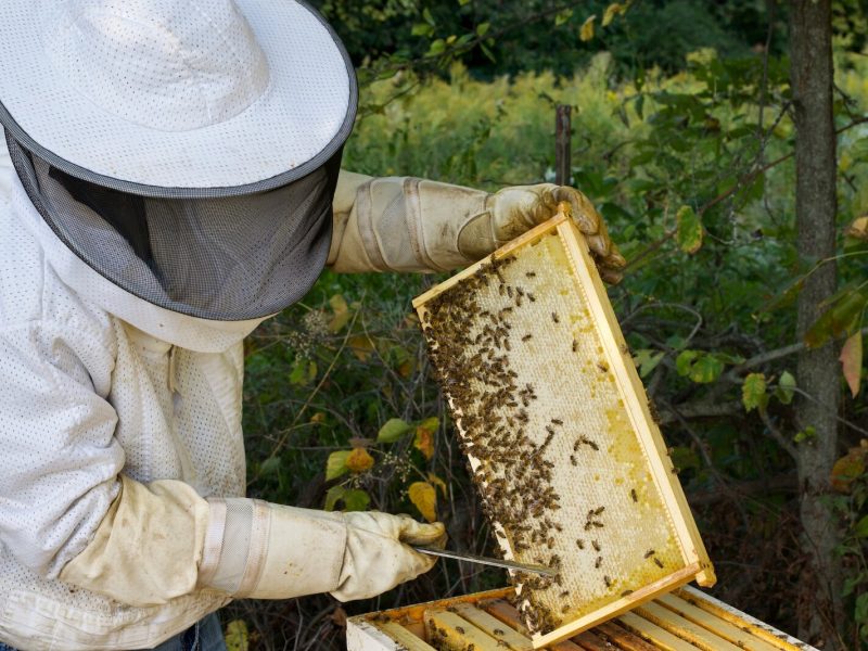Apiarist Don Ueber is innovating with honey at Tanglewood Berry Farm.