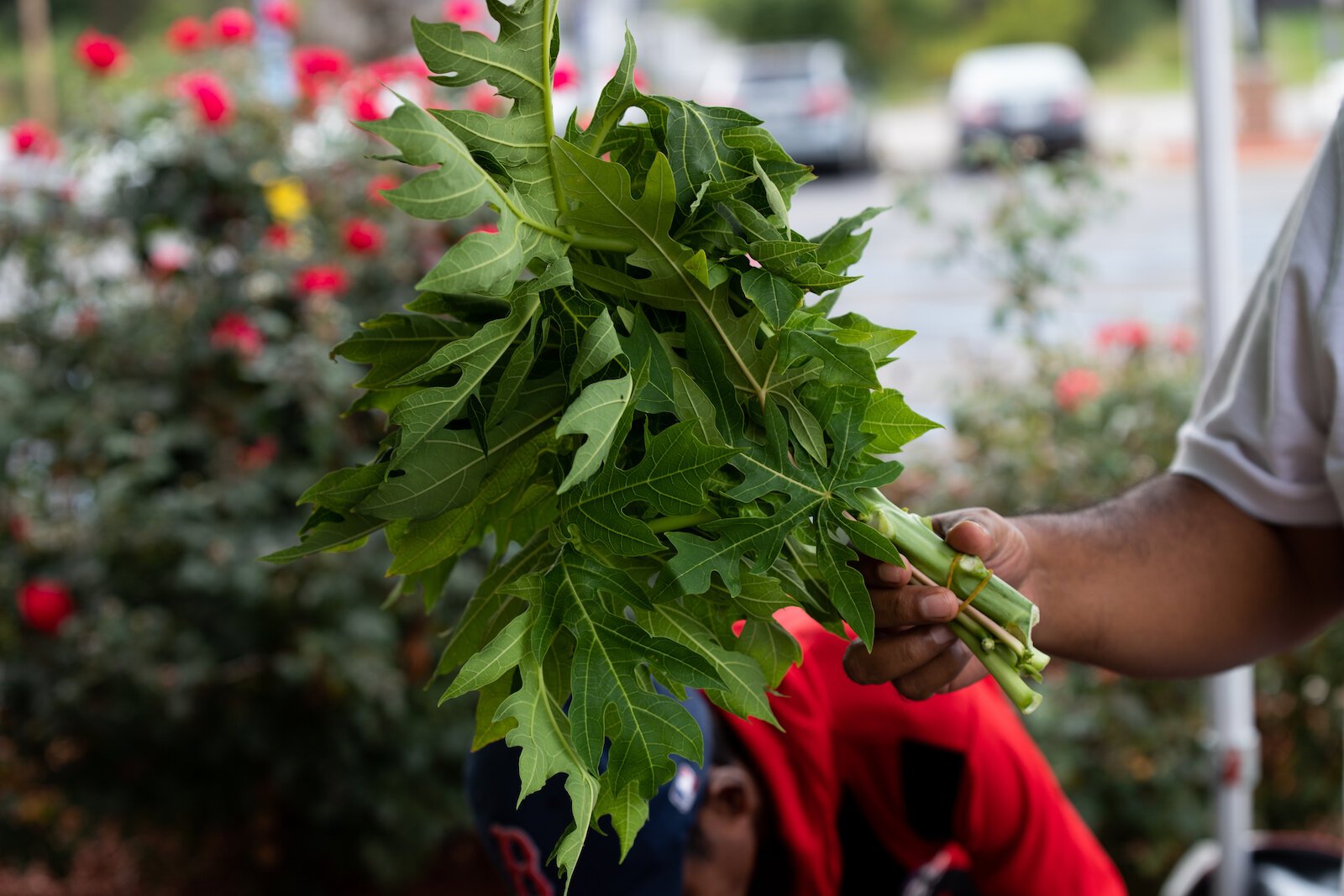 Sour leaf grown by farmers at the Rose Avenue Education Farm.