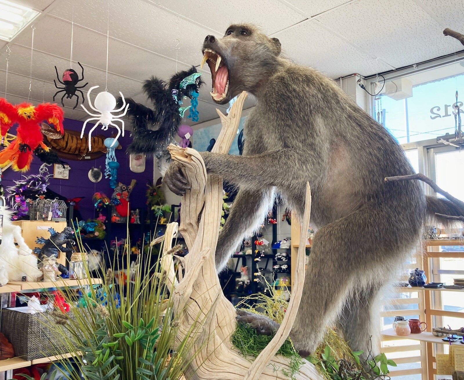Fae's Cabinet features exotic animals both living and taxidermized.