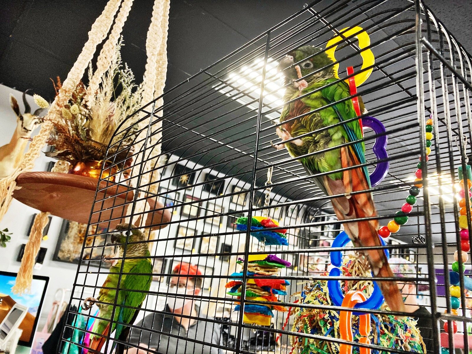 Birds greet guests at the Fae's Cabinet checkout counter.