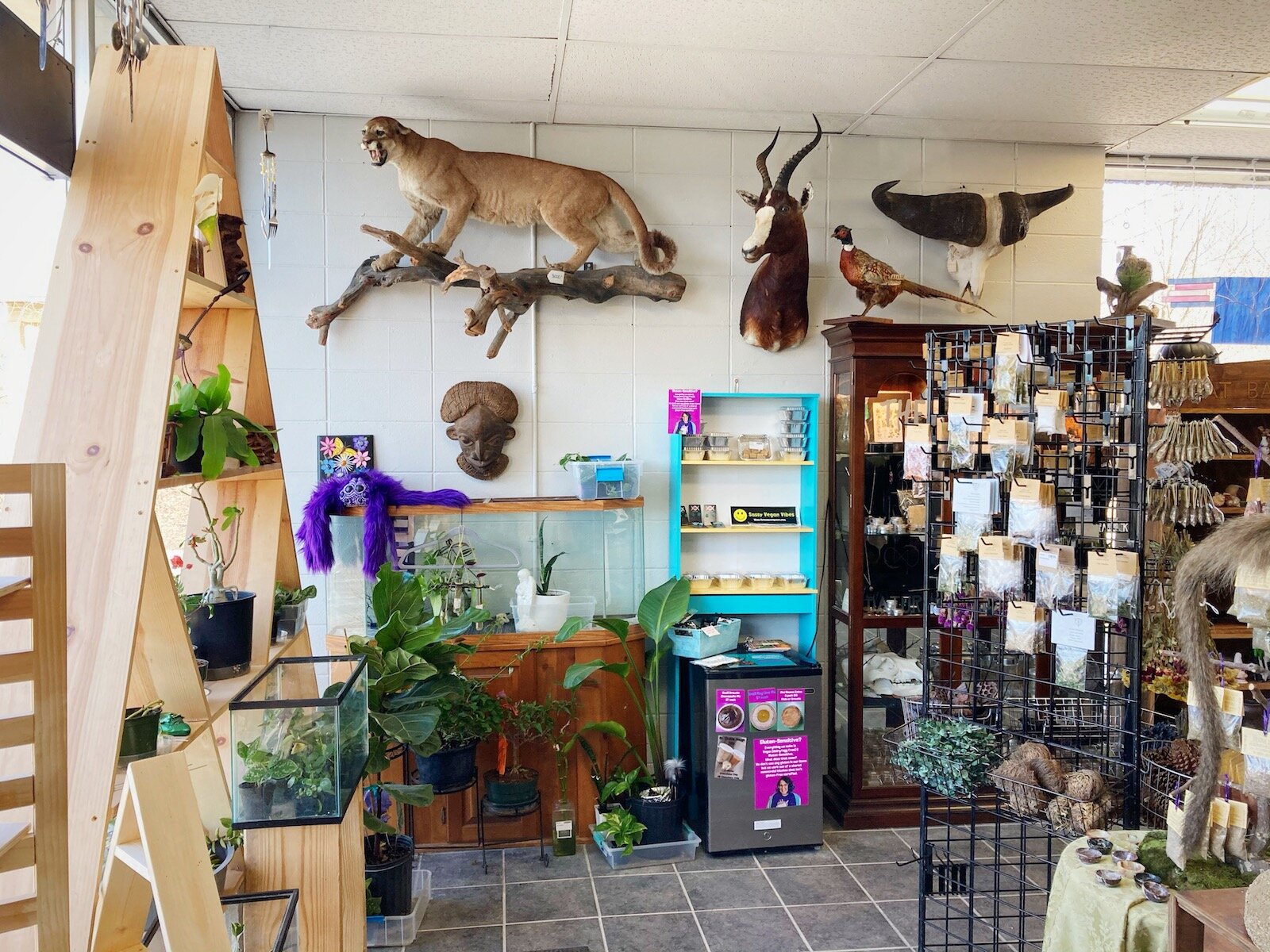 All of the animals taxidermized at Fae's Cabinet are ethically sourced.
