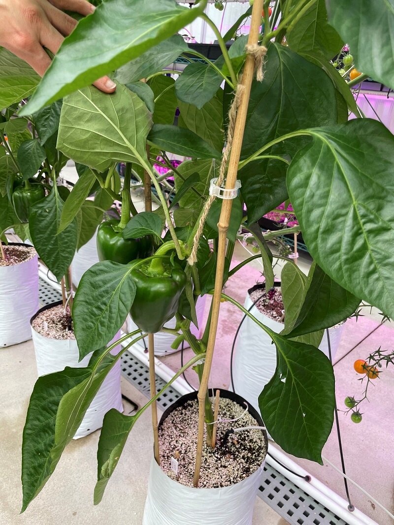 A bag or pot with some potting soil can be a great option to start a small garden. Shown are some green peppers growing in a bag.