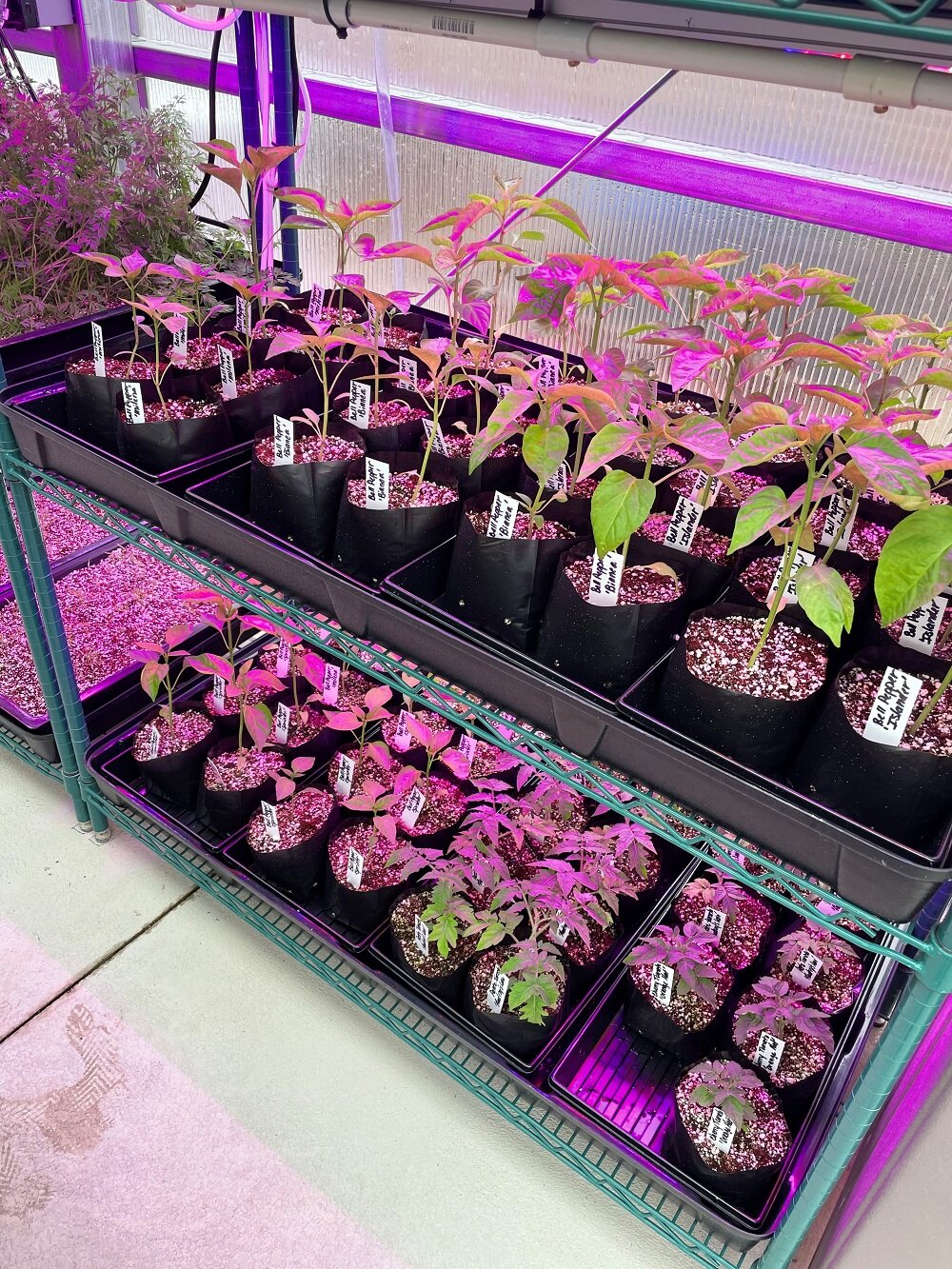 Starter plants will be available at the Parkview Community Greenhouse and Learning Kitchen plant sale on May 8.