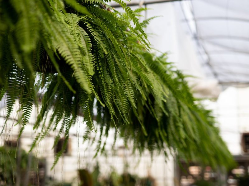 McNamara Florist is located at 4322 De Forest Ave.