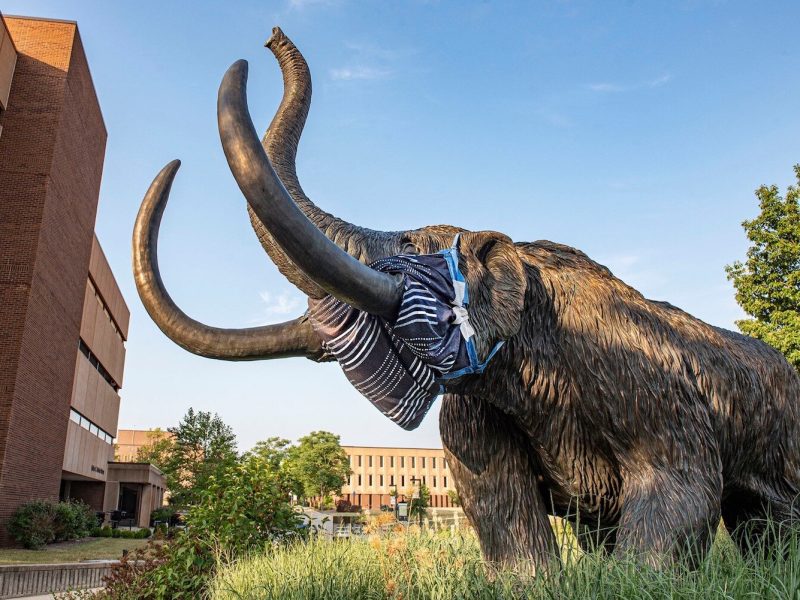 The Purdue Fort Wayne Mastodon dons a mask during COVID-19.
