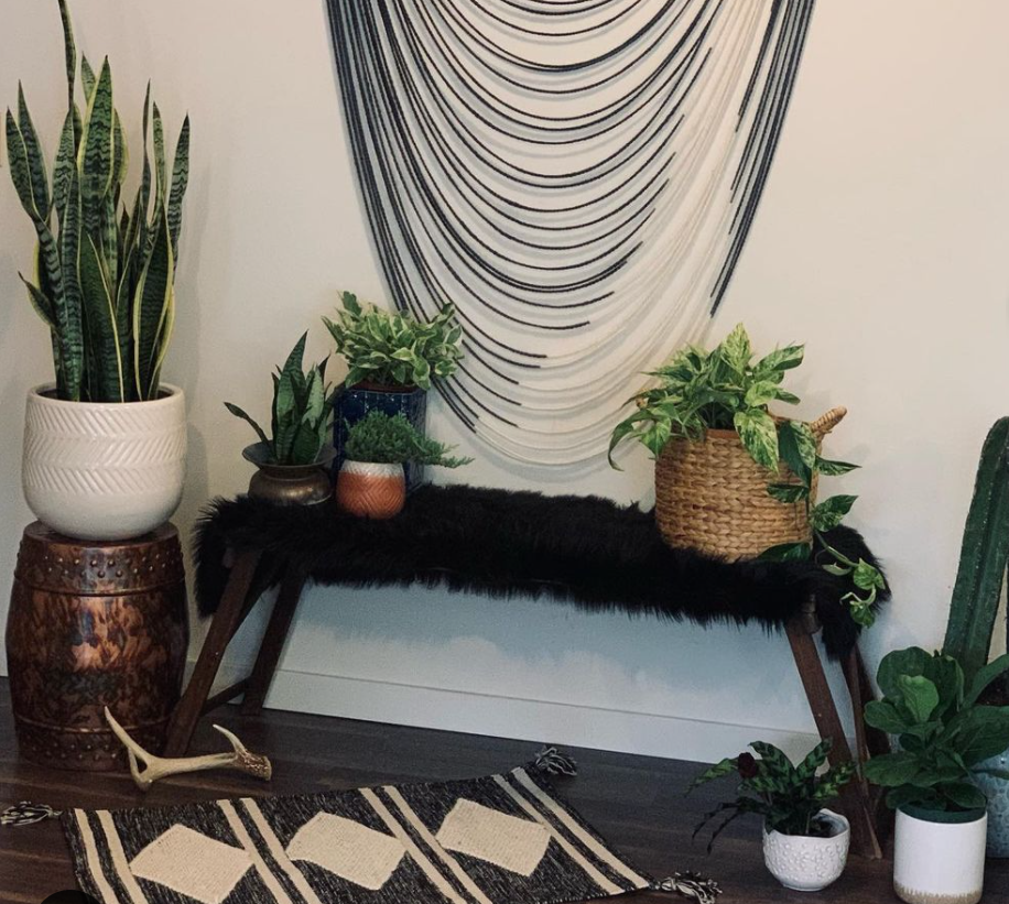 Plants from the Nurses' Nursery.