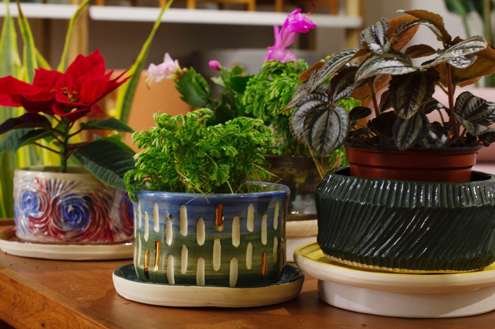Plants and ceramic pots by artist Kristen Watrous of K Watrous Ceramics available at Honey Plant.