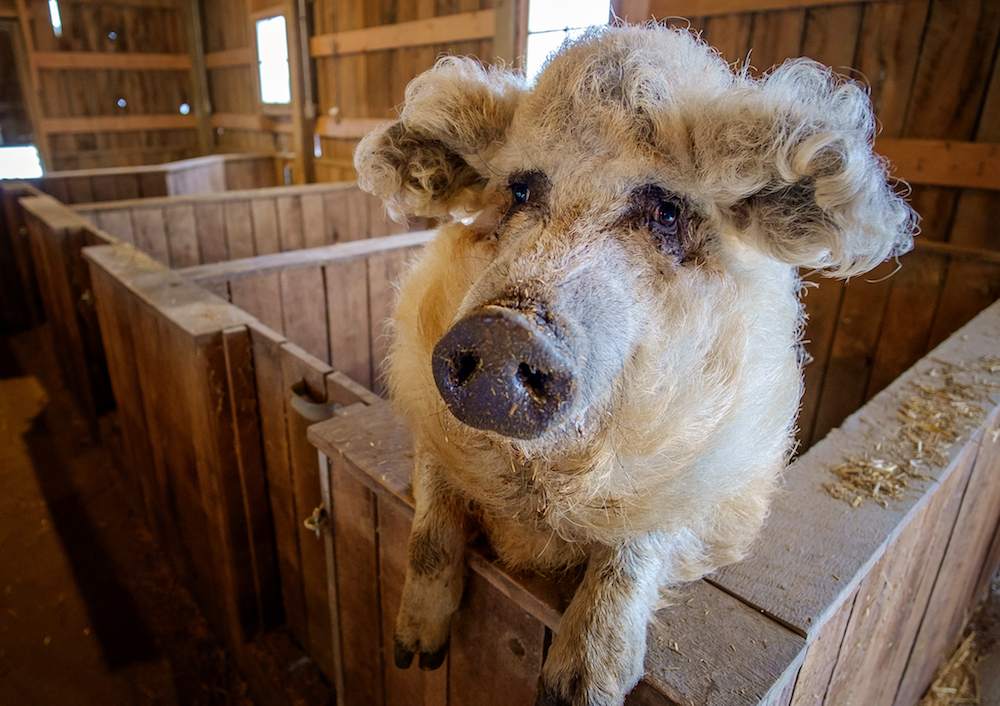 A Mangalitza sow or woolly pig at Joseph Decuis farm.