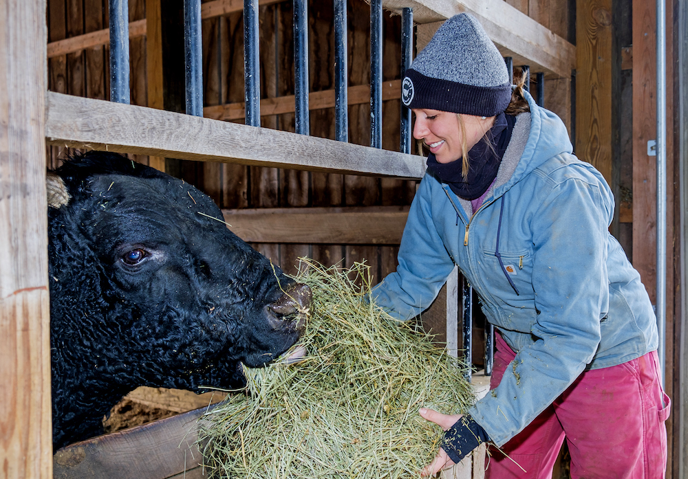 The Eshelmans's daughter, Hilary, feeds a Wagyu bull on the farm.