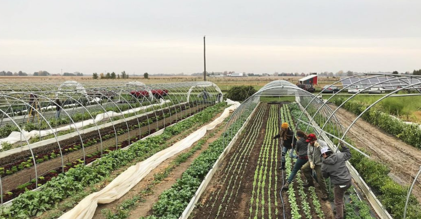Hoop houses help Hawkins Family Farm grow produce year-round.