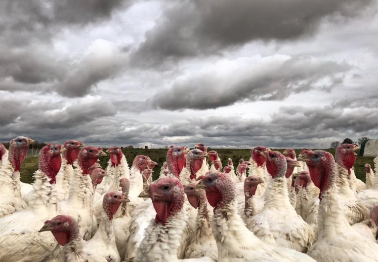 Hawkins Family Farm processes 2,000-3,000 poultry on-site annually.