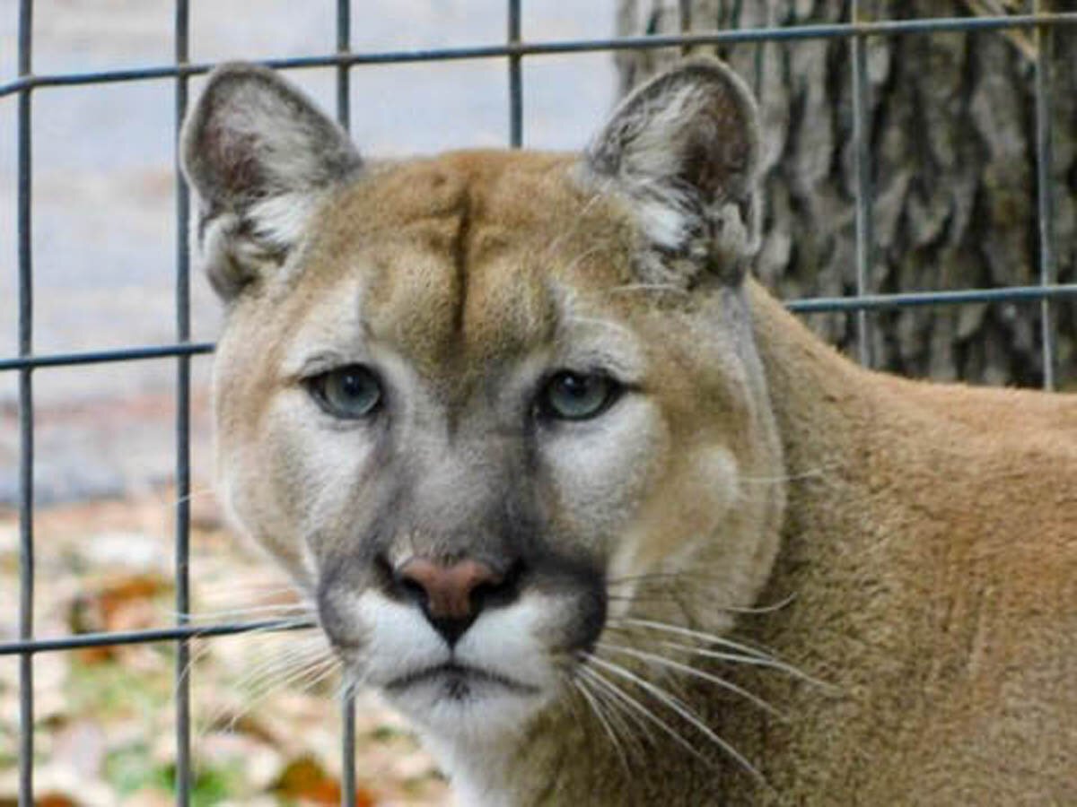 Black Pine Animal Sanctuary is also home to big cats like cougars.