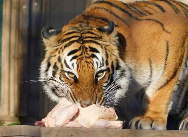 Big cats like tigers require hearty diets of meat.
