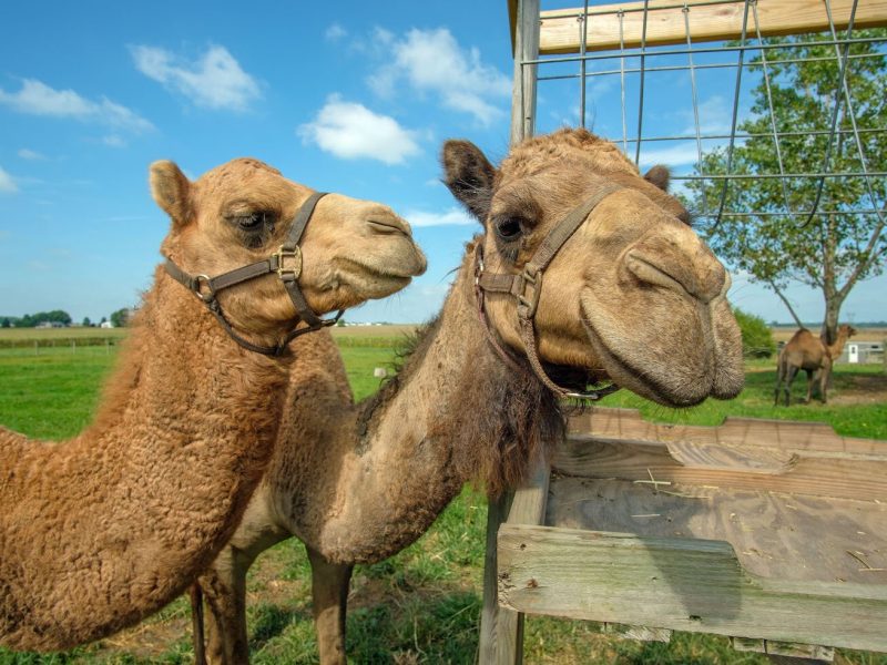 River Jordan Camel Dairy in Milford currently has four dromedary camels and one Bactrian-dromedary mix.