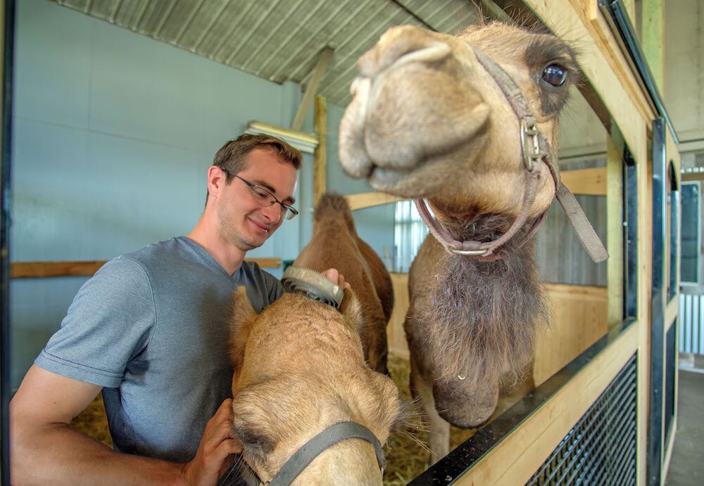 Grooming their camels is a daily task for the family.