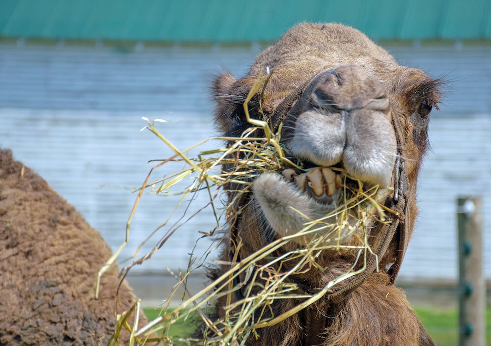 Camels graze every day for about 6 to 8 hours and then chew cud (partially digested food) for the next 6 to 8 hours.