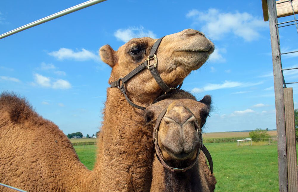 Camel's milk may be a better choice for people with lactose intolerance or cow’s milk allergy.
