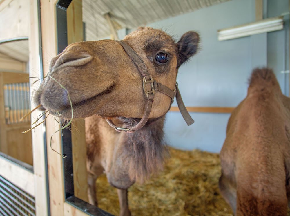 Camel ears are covered with shaggy hair from both inner and outer sides to shield against dust and sand.