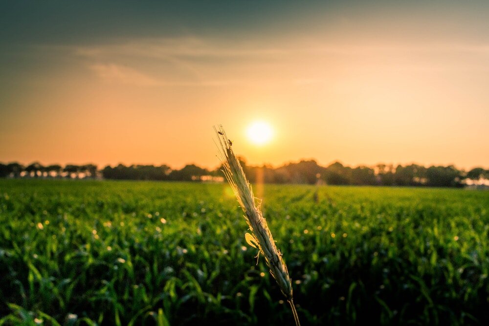 Indiana primarily produces corn, soybeans, and wheat.