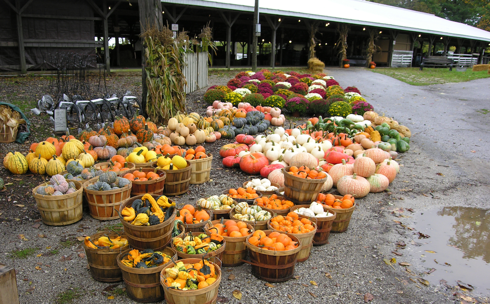 Fall pumpkins and crafts are another popular feature of Apple Fest.