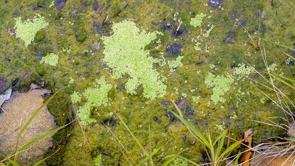 Blue-green algae is the result of too many nutrients coming into the lakes and streams.