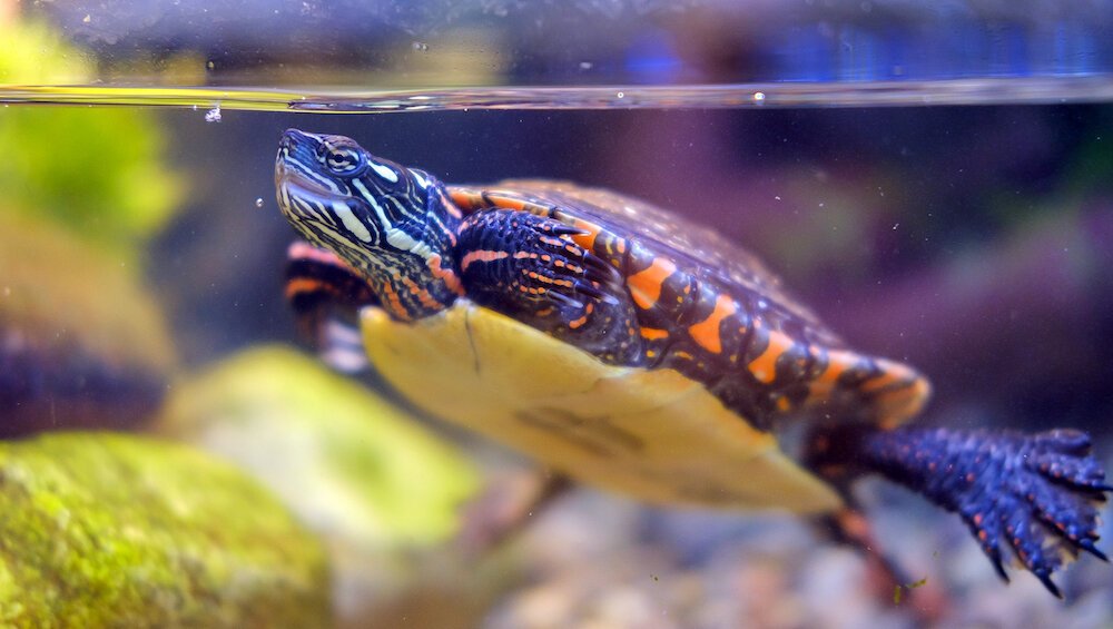 Along with people and businesses, wildlife is also dependent on healthy lakes and streams.