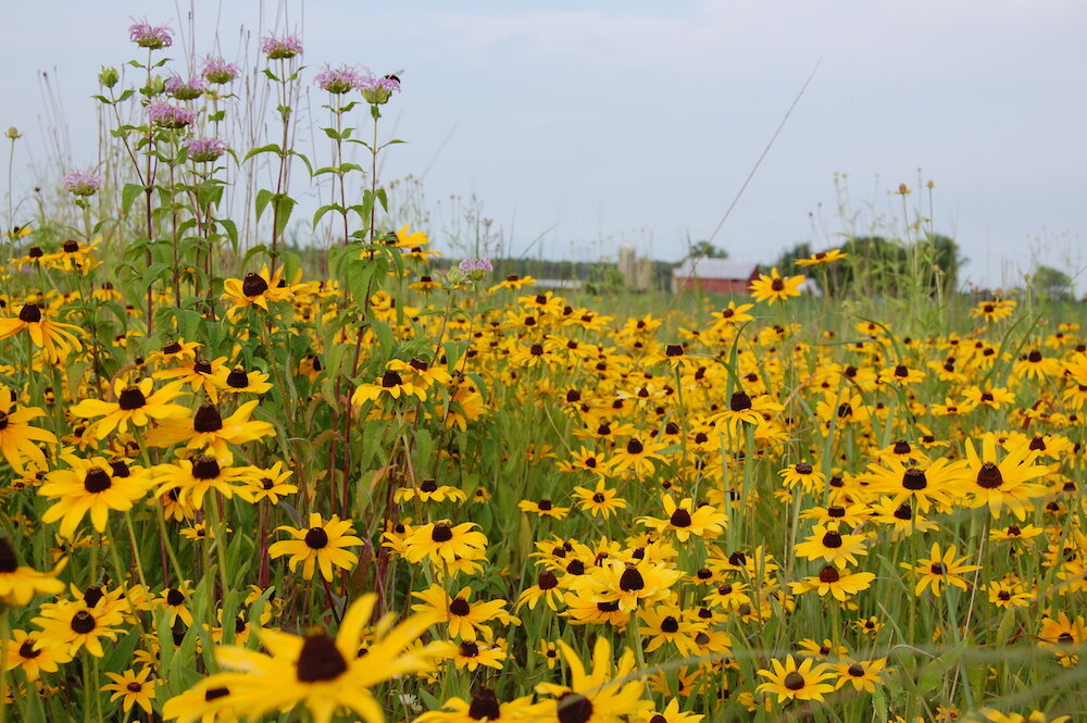 An enhanced prairie at the Bock Nature Preserve.