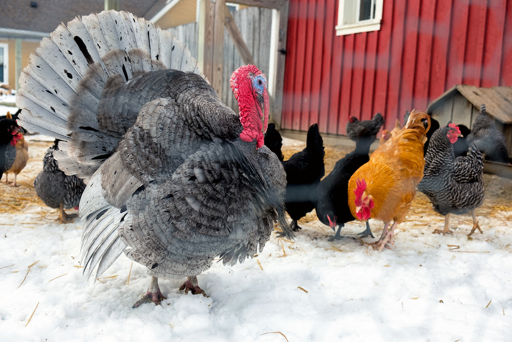 A turkey with free range chickens at Joseph Decuis farm.