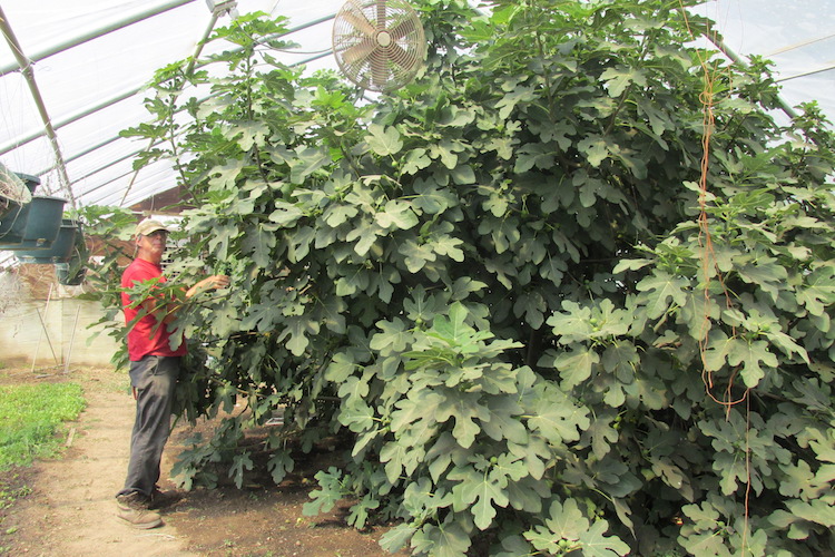 Dan Flotow carefully picks ripe, juicy figs for the next day’s market.