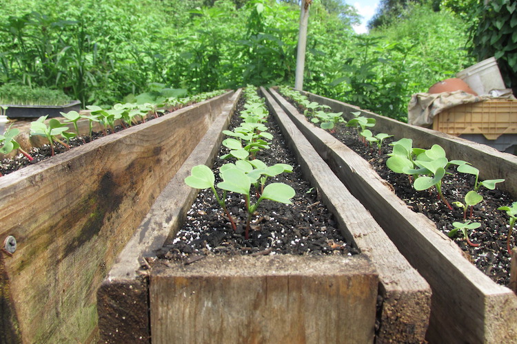 Organic gardening is gaining popularity in northeast Indiana.