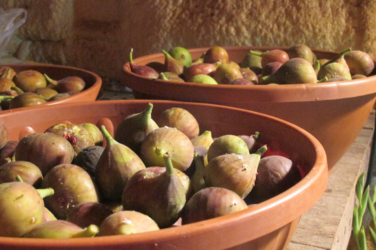 Sweet figs, fresh from the tree at Country Garden and ready to eat.