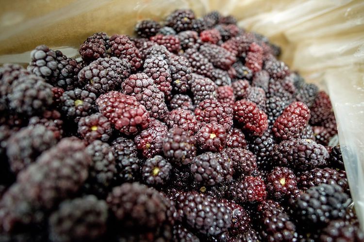 Blackberries from Tanglewood Berry Farm are used in Crossroads Kombucha.