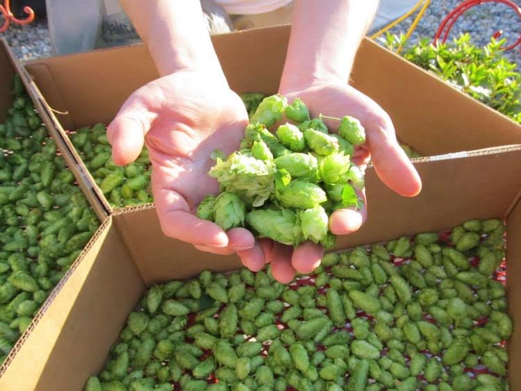 Brewers Art Supply helps customers turn hops into beer.