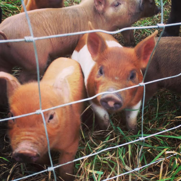 Gunthorp Farms has been raising pigs on pasture for generations.