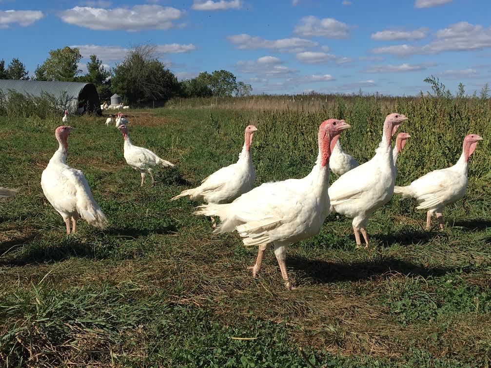 Along with pigs, Gunthorp Farms raises poultry on pasture.