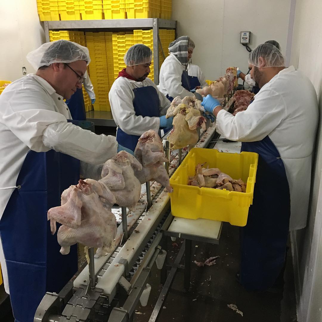 Chickens make their way down the assembly line inside the Gunthorp Farms USDA-inspected processing plant.
