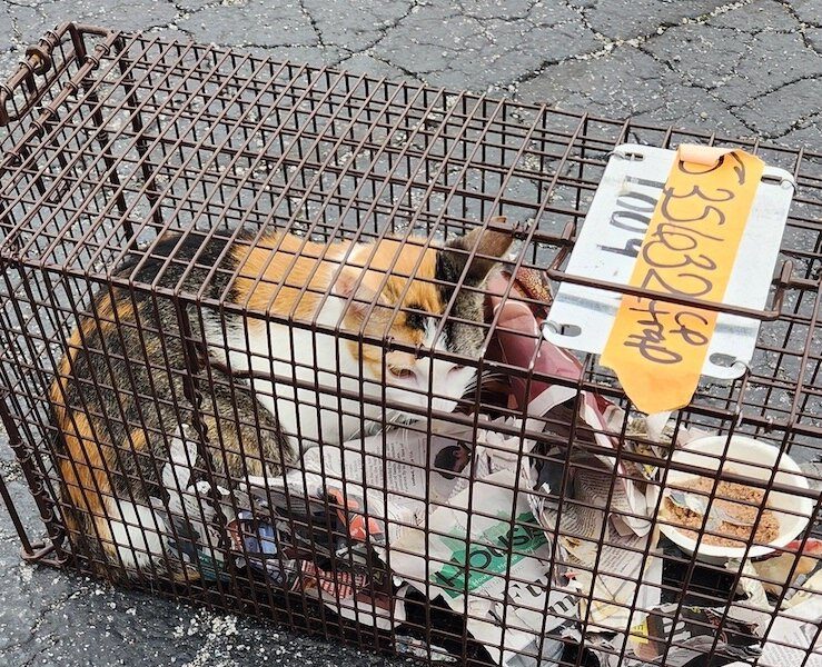 A cat caught by Melissa Rennaker to be TNR'd.