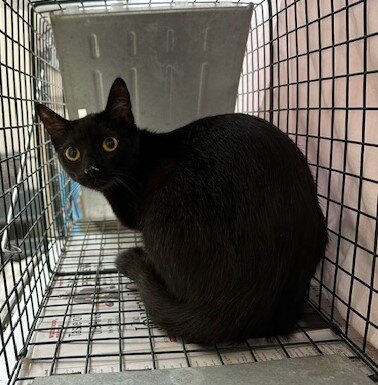 A community cat Humane Fort Wayne has spayed or neutered this year.