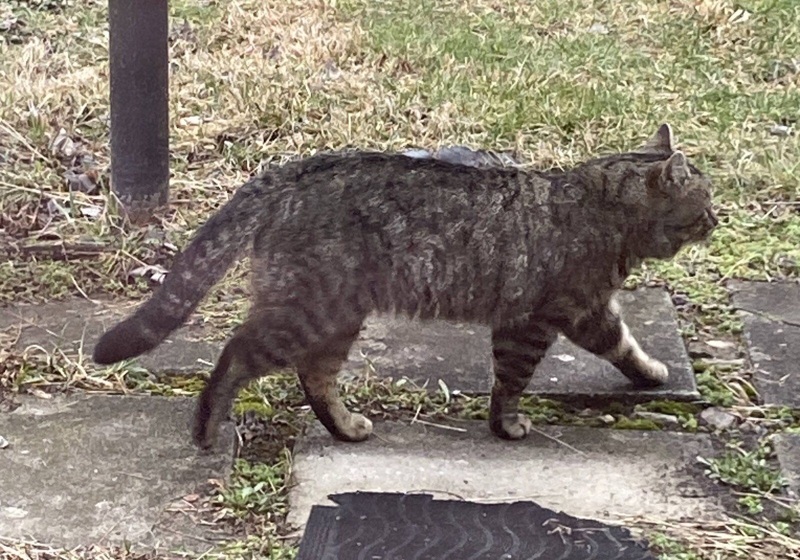 The stray cat, nicknamed Brown Kitty, who caught Jennie Renner's attention outside her home.