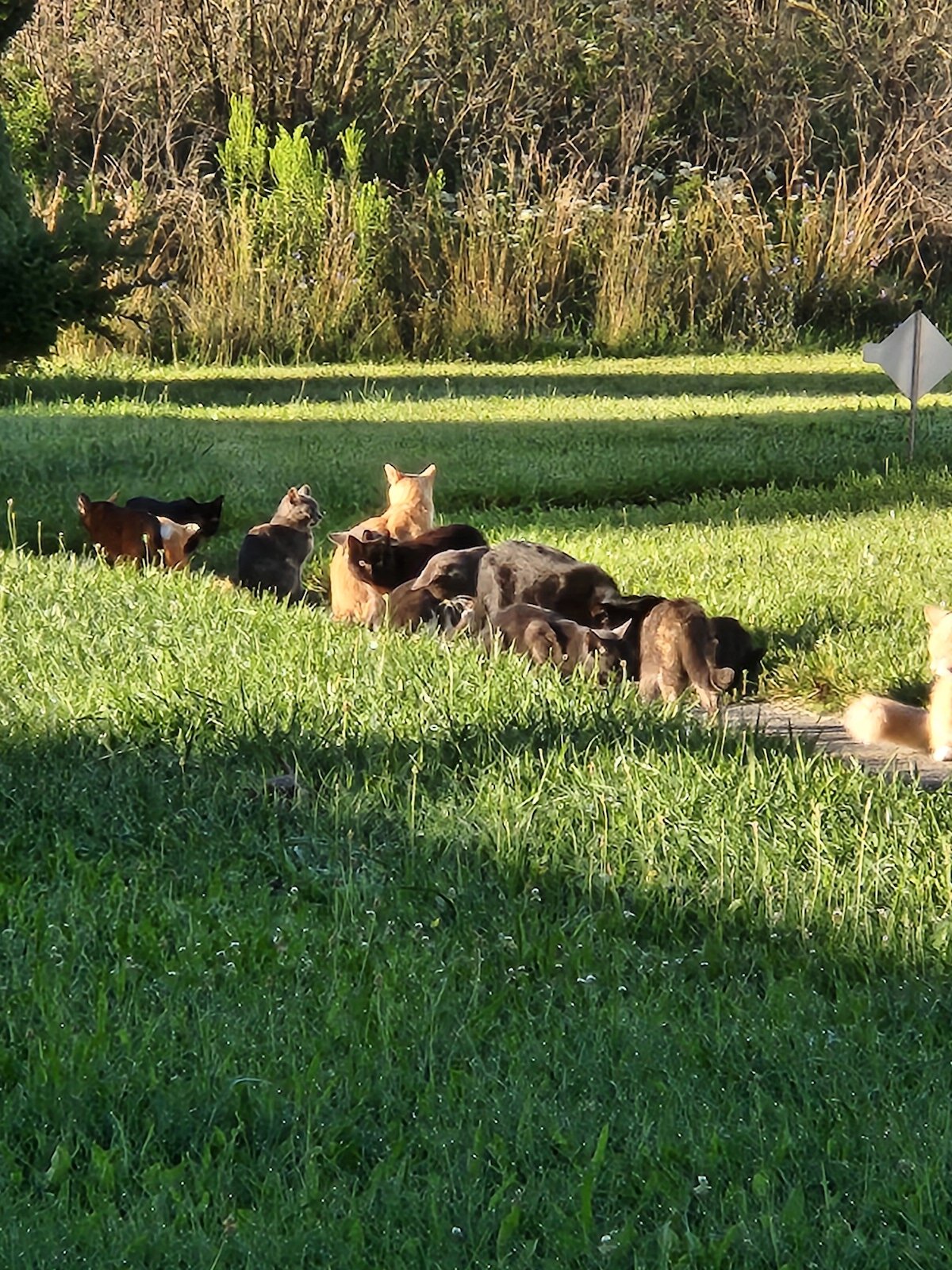 Some cats prefer a life outdoors, making them candidates for community cat programs like those offered by Humane Fort Wayne and Fort Wayne Animal Care and Control.