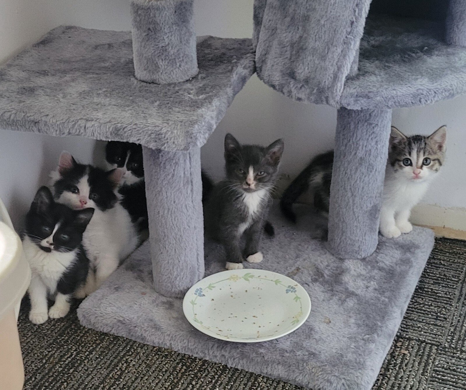 Kittens Rennaker has rescued this year in need of homes.