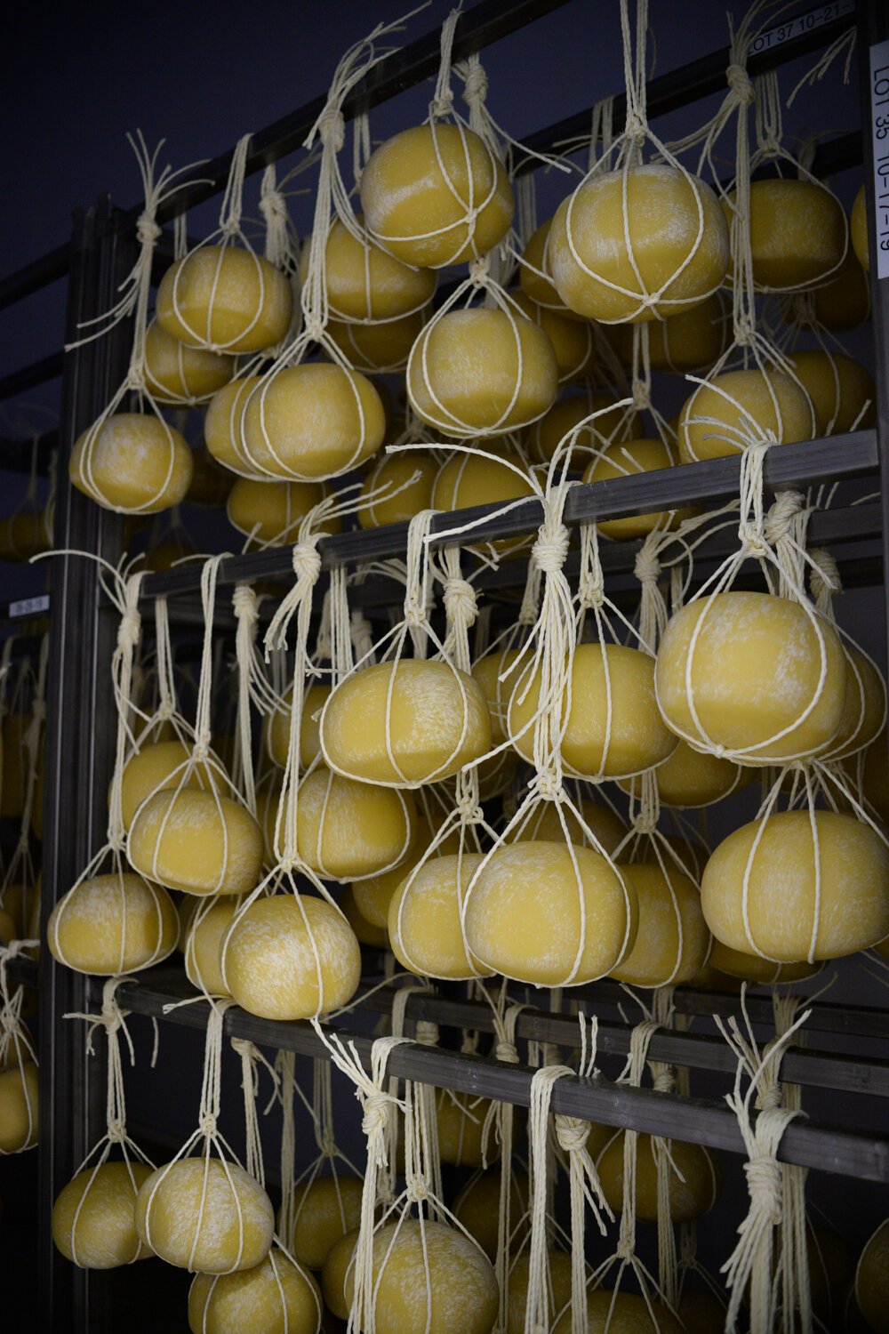 Provolone, which is aged 4-5 months, hangs up at the Golfo di Napoli Dairy.