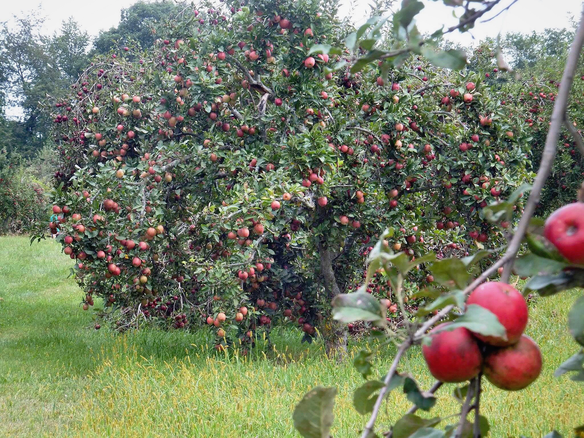 The Community Apple Orchard has 14 different varieties of apple trees.